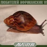 African snail Achatina in cosmetology