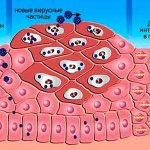 cell division due to HPV