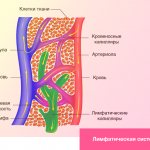 Лимфатическая система