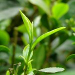 Листья молодого чайного дерева