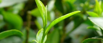 Young tea tree leaves