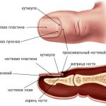 Микоз ногтей: патология и лечение
