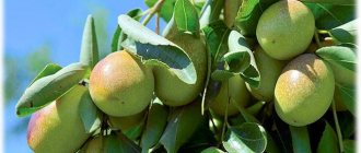 Jojoba plant