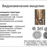Variety of mycelium