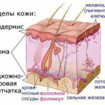 Skin structure