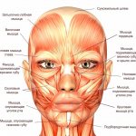 вред ботокса, мышцы лица